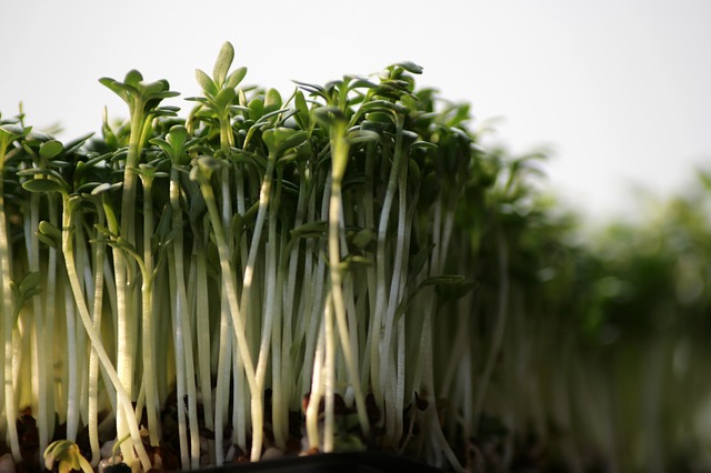 cress sprouts close-up of tightly packed stalks